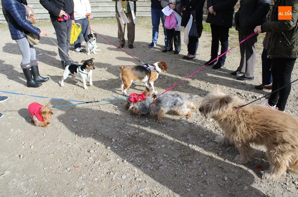 Foto 7 - Las mascotas reciben su bendici&oacute;n por la festividad de San Ant&oacute;n