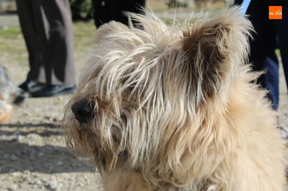 Foto 9 - Las mascotas reciben su bendici&oacute;n por la festividad de San Ant&oacute;n