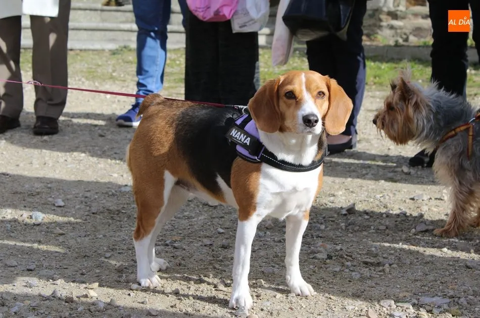 Foto 8 - Las mascotas reciben su bendici&oacute;n por la festividad de San Ant&oacute;n