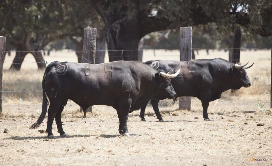 Toros de Montalvo que fueron lidiados en la pasada Feria Taurina de Salamanca | Foto: Archivo