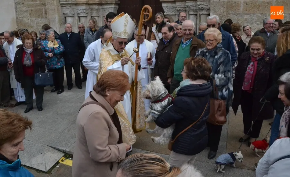 Ocho perros y un pájaro reciben la bendición de San Antón en el barrio de San Andrés  