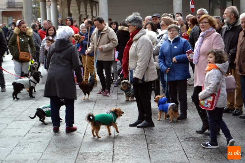 Foto 10 - Decenas de animales honran a San Ant&oacute;n participando de su bendici&oacute;n