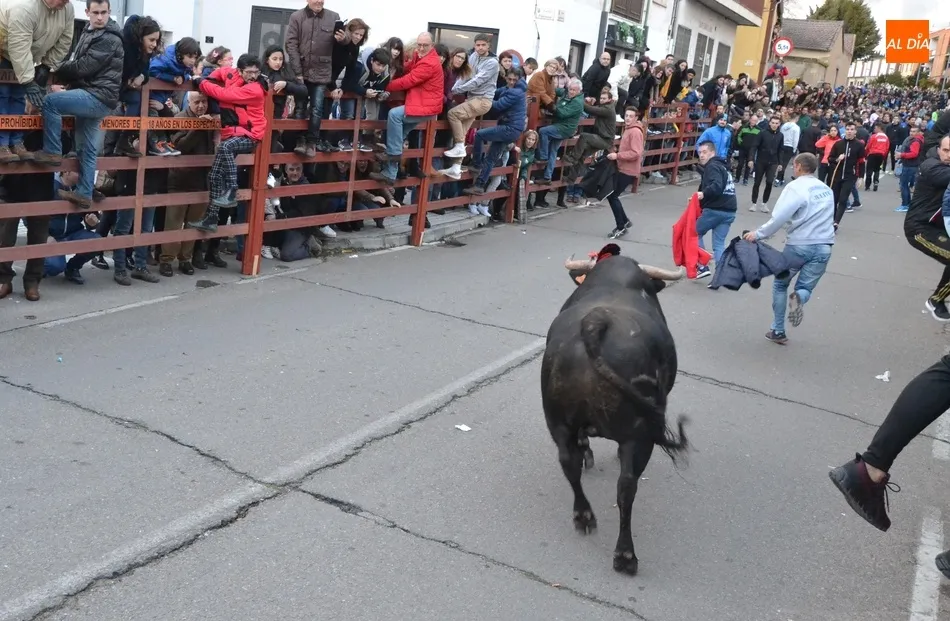 Foto 9 - Multitudinario calentamiento para el Carnaval con el estreno de la Capea del I Toro de San...