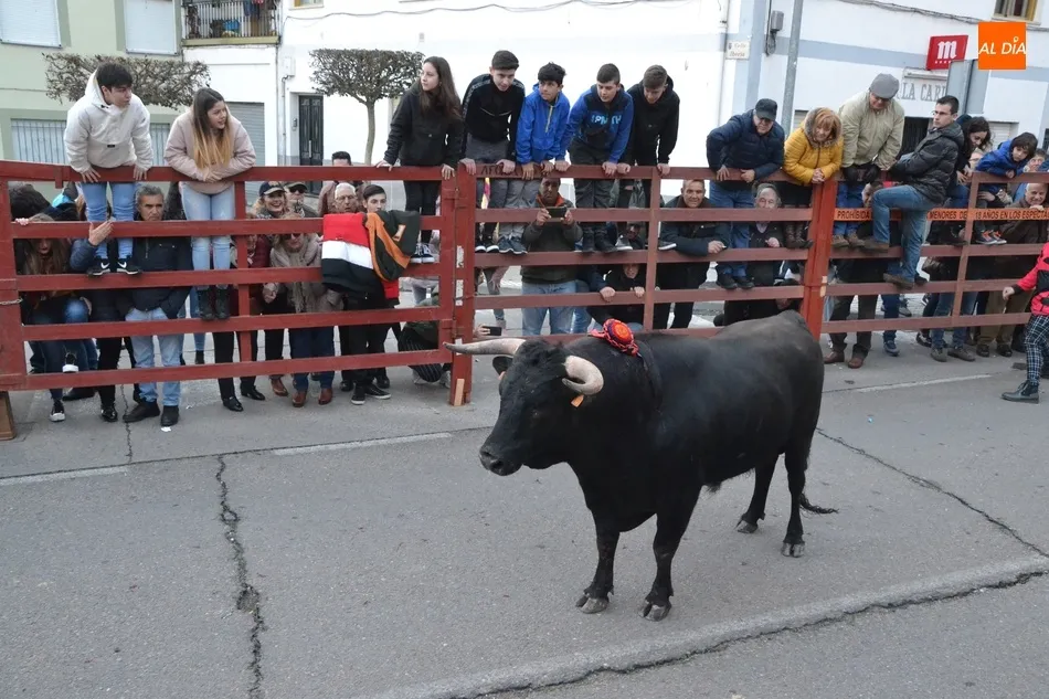 Foto 10 - Multitudinario calentamiento para el Carnaval con el estreno de la Capea del I Toro de San...