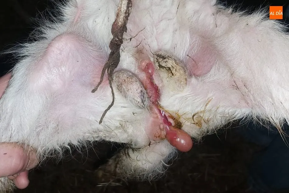 Foto 2 - Nace un cordero hermafrodita en Ba&ntilde;ob&aacute;rez  