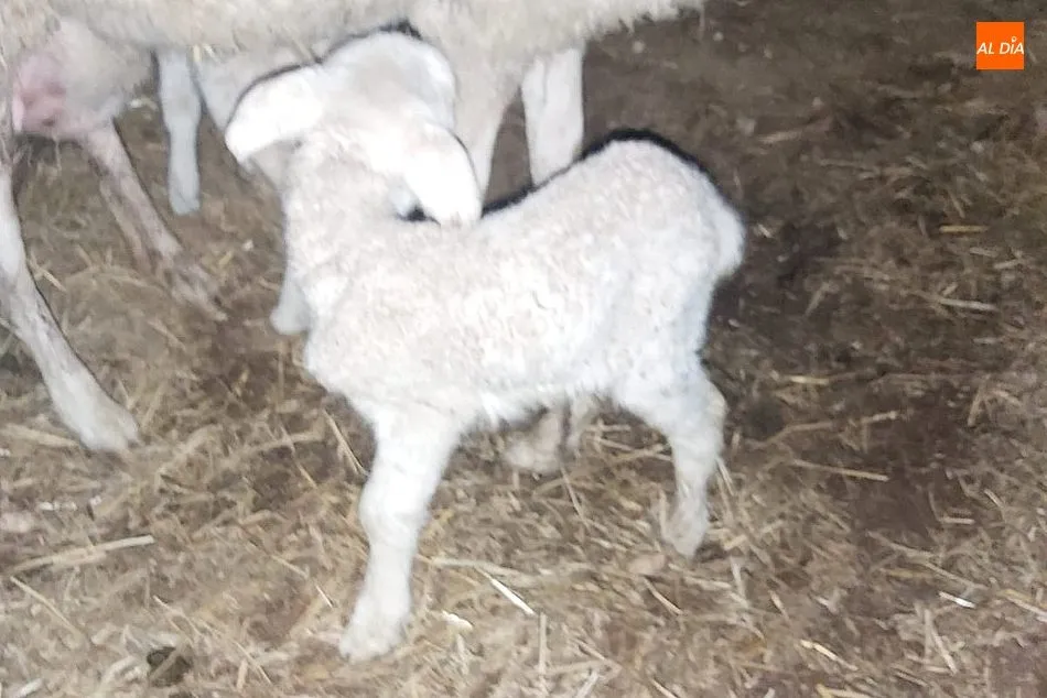 Nace un cordero hermafrodita en Bañobárez  