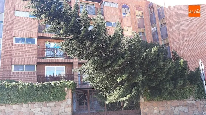 Foto 7 - La borrasca Gloria derriba &aacute;rboles y obliga a cerrar parques a su paso por Salamanca