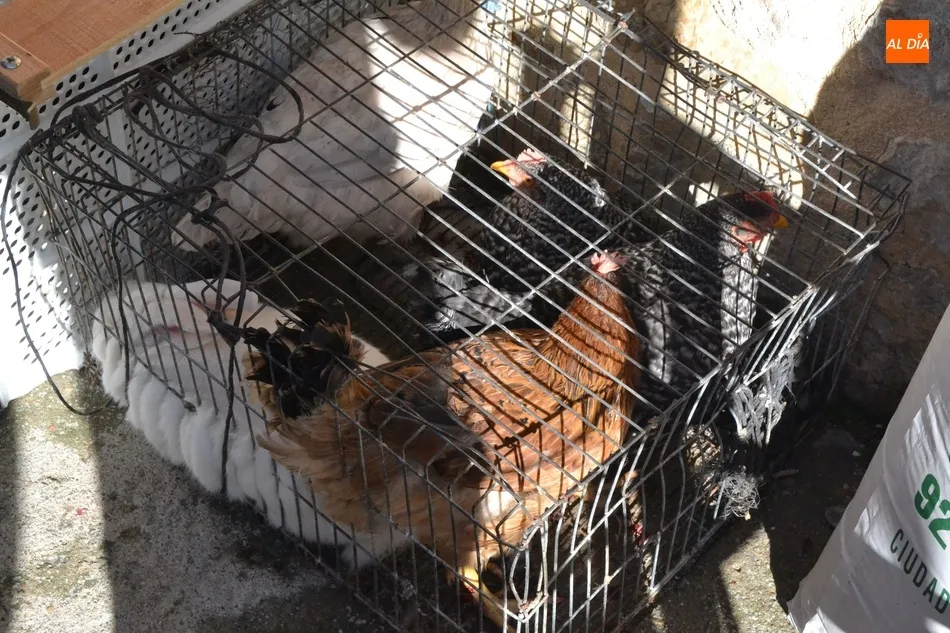 Foto 9 - San Ant&oacute;n bendice en El Puente a perros, conejos, h&aacute;msters, gallos, corderos y hasta al gran...