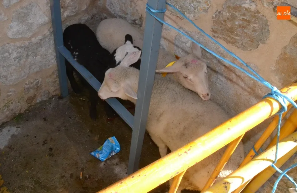 Foto 7 - San Ant&oacute;n bendice en El Puente a perros, conejos, h&aacute;msters, gallos, corderos y hasta al gran...