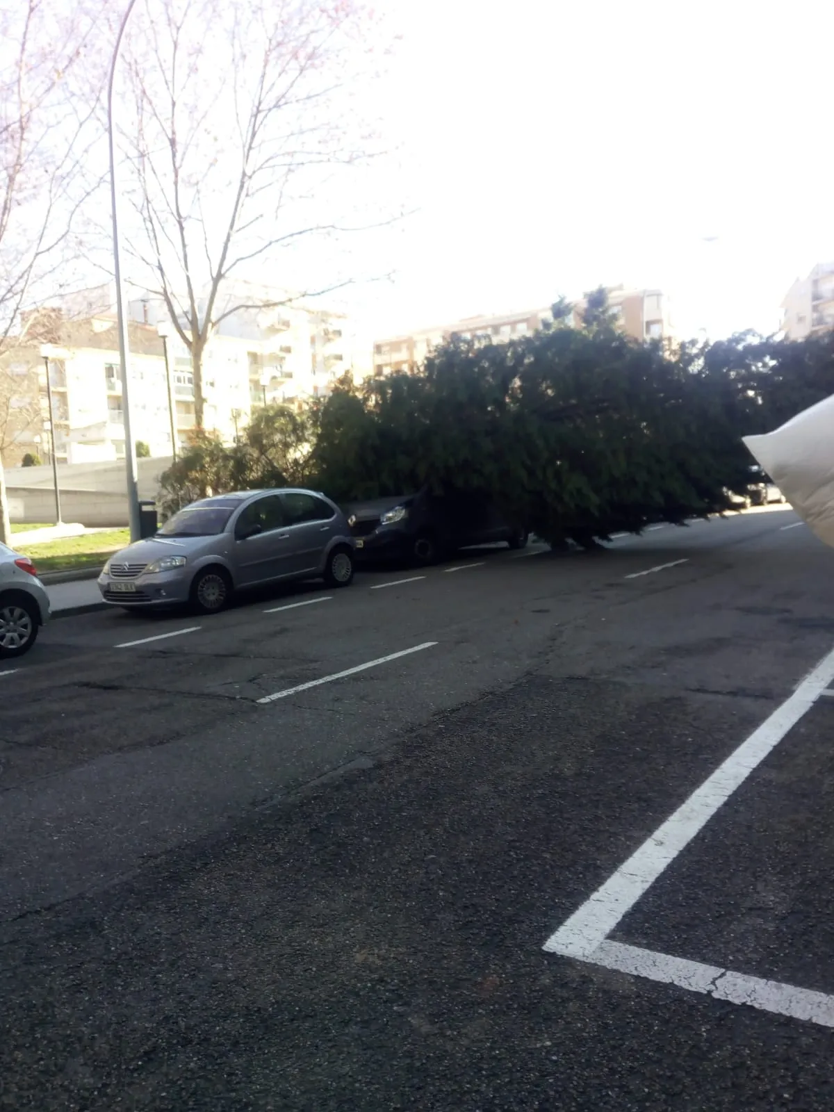 Foto 3 - La borrasca Gloria derriba &aacute;rboles y obliga a cerrar parques a su paso por Salamanca