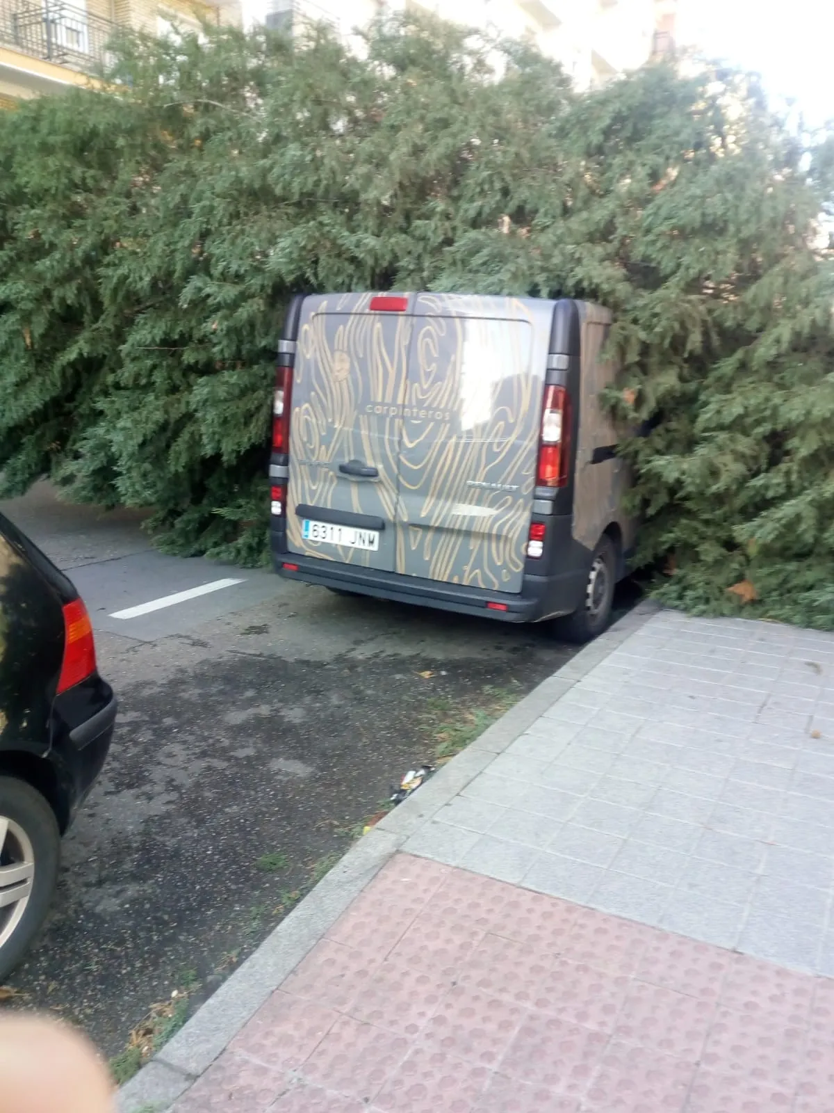 Foto 2 - La borrasca Gloria derriba &aacute;rboles y obliga a cerrar parques a su paso por Salamanca