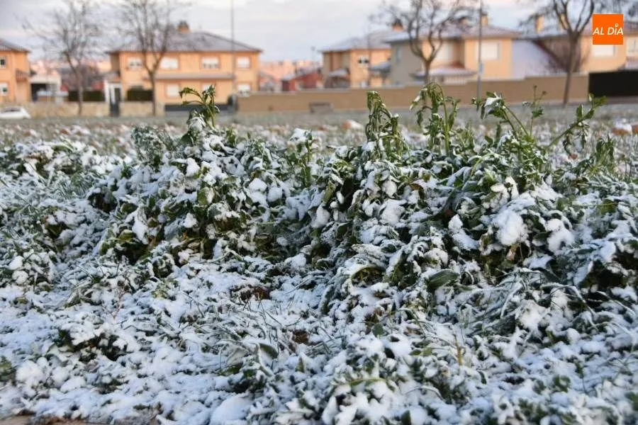 Foto 9 - La nieve llega a Salamanca y transforma el paisaje urbano