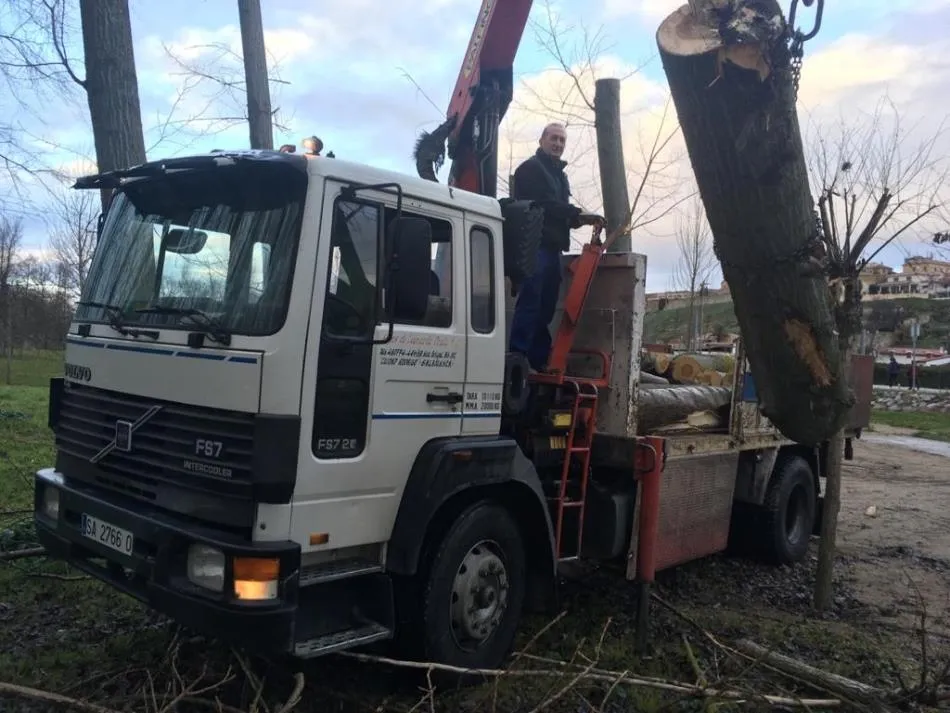 Operación de poda en la Alameda Vieja para rebajar la altura de algunos árboles  
