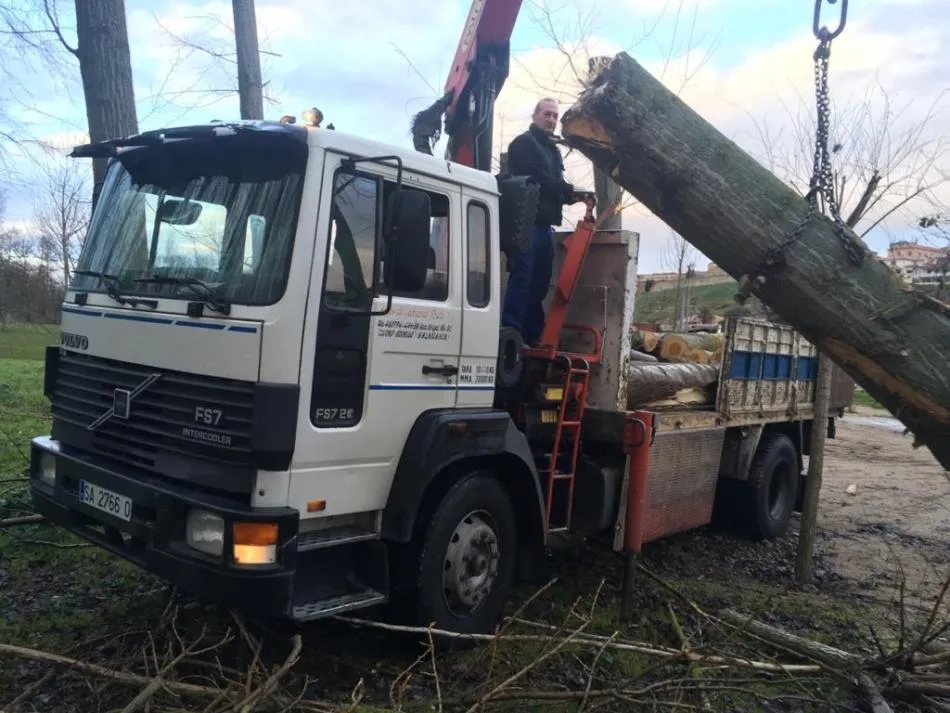Foto 2 - Operaci&oacute;n de poda en la Alameda Vieja para rebajar la altura de algunos &aacute;rboles  