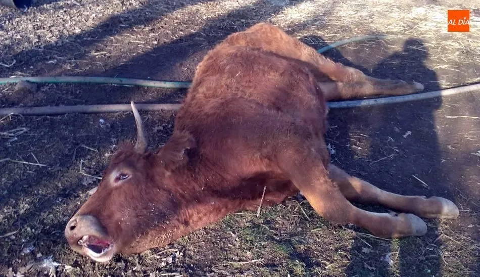 La novilla tenía dos años y medio y era primeriza