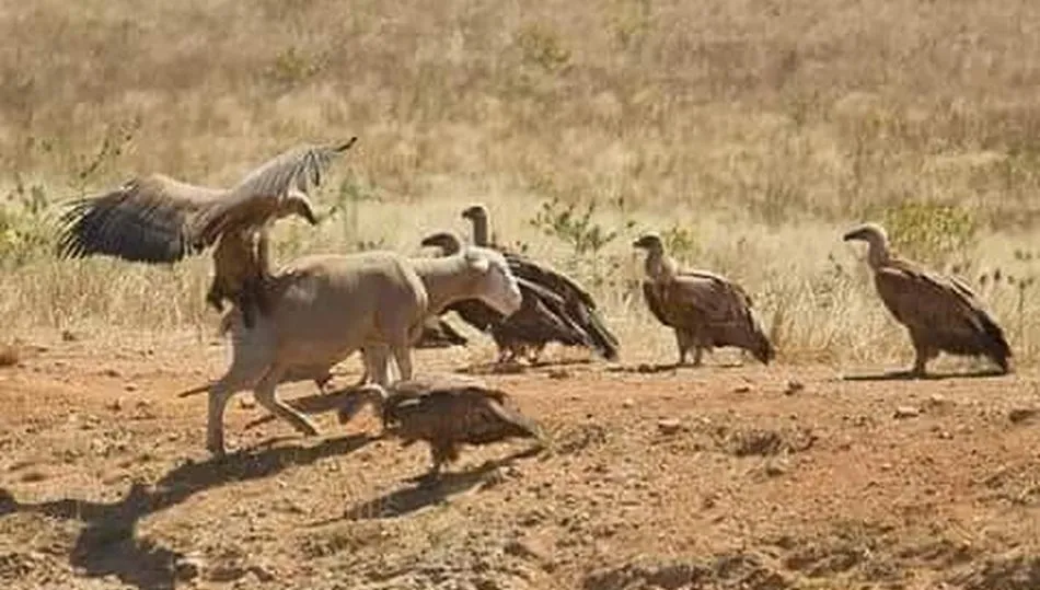 Ataque de buitres a una oveja viva