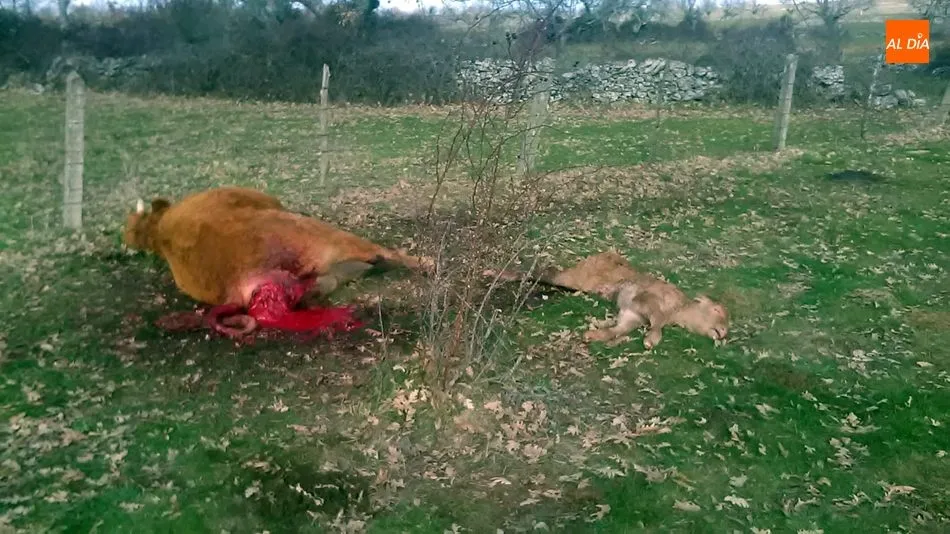 Los buitres aprovechan la debilidad de la madre para comenzar a comer las partes blandas de la vaca y el ternero