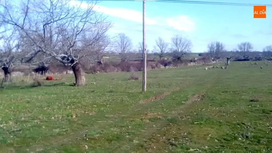 Foto 7 - Nuevo ataque de buitres con una vaca y un ternero muerto en Encinasola de los Comendadores  
