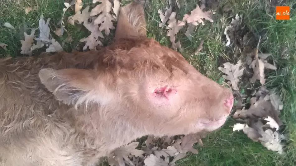 Foto 6 - Nuevo ataque de buitres con una vaca y un ternero muerto en Encinasola de los Comendadores  