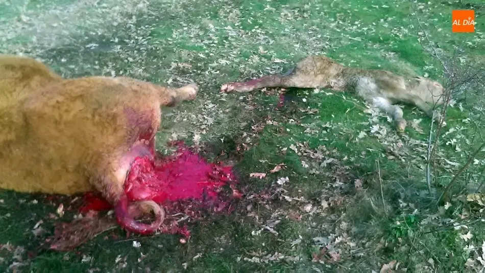 Foto 5 - Nuevo ataque de buitres con una vaca y un ternero muerto en Encinasola de los Comendadores  
