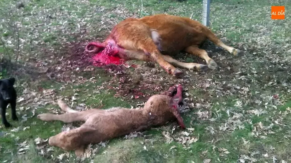 Foto 4 - Nuevo ataque de buitres con una vaca y un ternero muerto en Encinasola de los Comendadores  