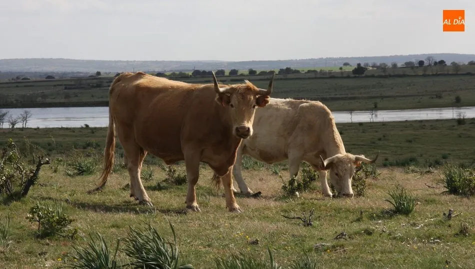 El vacuno para vida mantiene sus precios al alza / CORRAL
