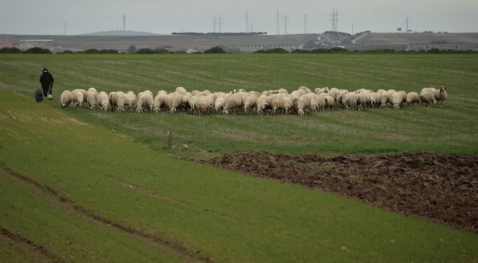 Lana para combatir el invierno