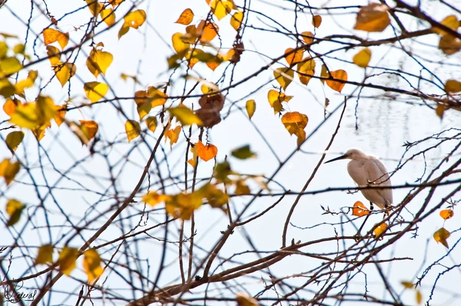 El placer de la pausa