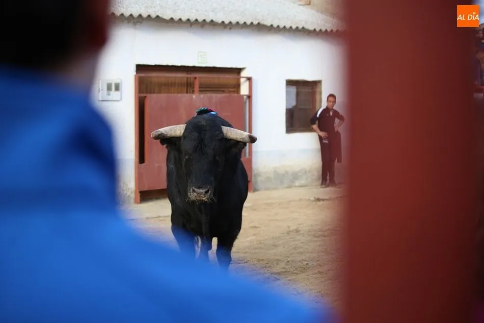 Foto 7 - Multitudinario Toro de San Blas en Babilafuente
