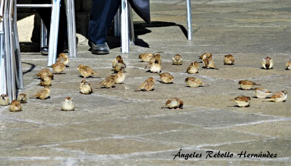 Pardales en invierno
