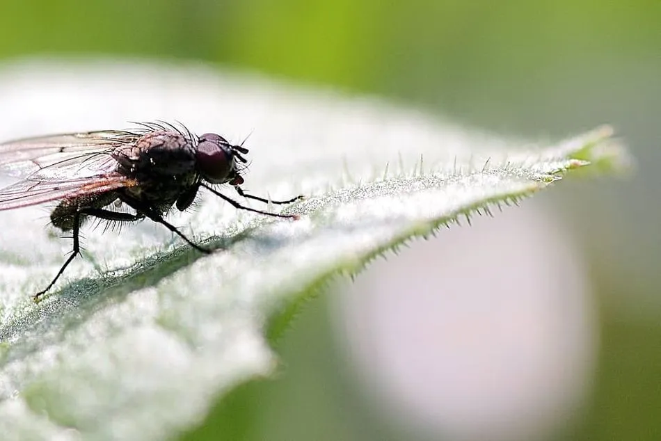 Campanarios de Azaba, en Espeja, la primera Reserva Entomológica de España   