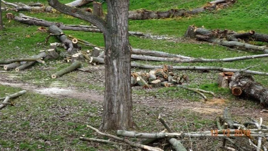 Foto 4 - Quejas de un colectivo ecologista por la tala de &aacute;rboles junto al Puente Romano