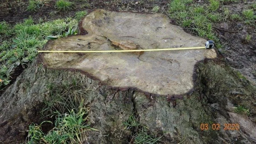 Foto 2 - Quejas de un colectivo ecologista por la tala de &aacute;rboles junto al Puente Romano