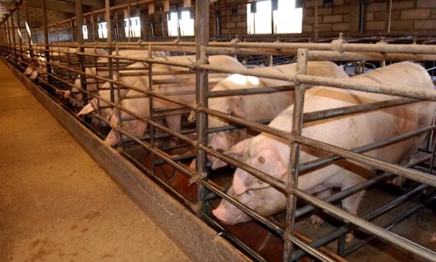 Ecologistas en Acción recuerda que en el proyecto de decreto de zonas vulnerables confeccionado en 2017 figuraban Rollán y Pedraza de Alba como municipios afectados por exceso de nitratos. Foto EP