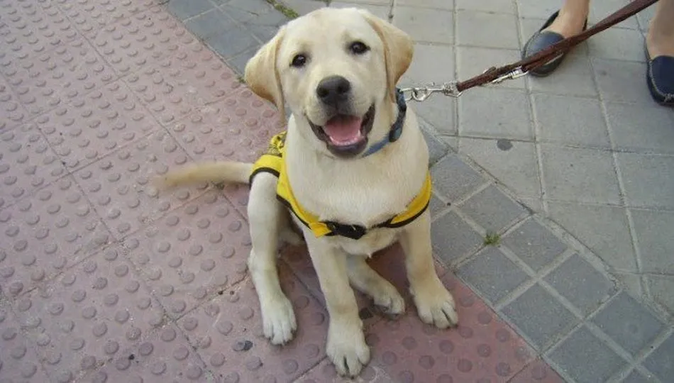 Los perros pueden detectar la presencia de tumores en la próstata a través de la orina con un 93% ...