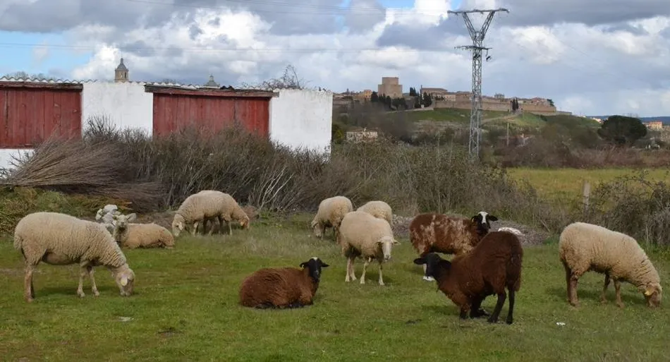 El Hotel Conde Rodrigo II acogerá el jueves una nueva jornada sobre los sectores ovino y caprino  