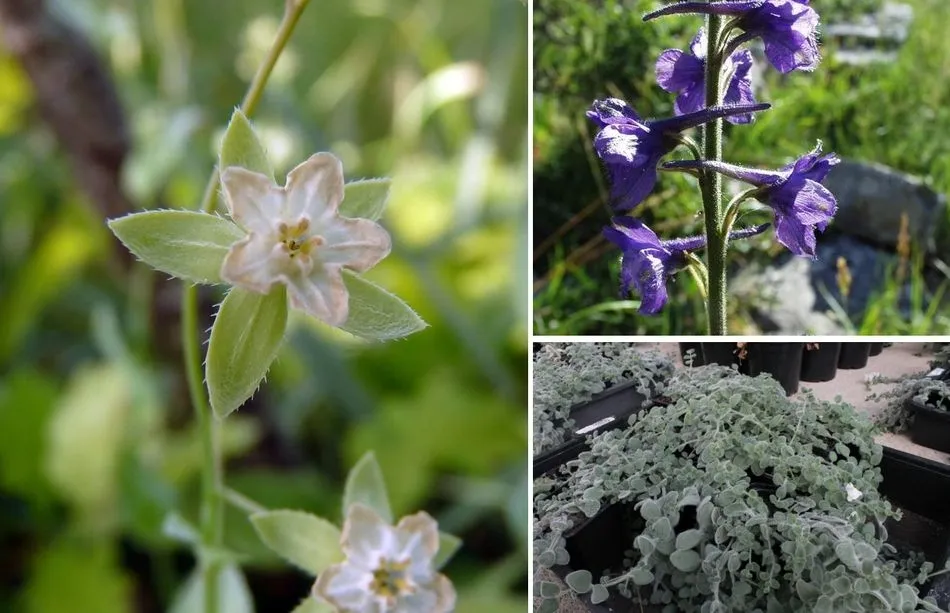 Imagen de las tres especies vegetales en peligro de extinción en la provincia