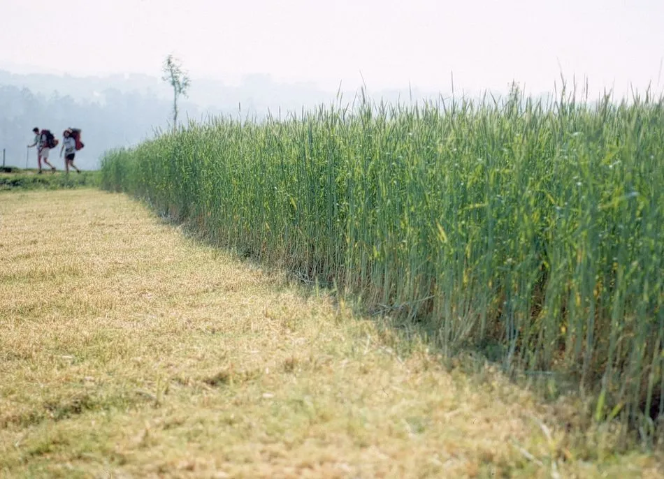 Una ‘copia de seguridad’ ante cualquier imprevisto  