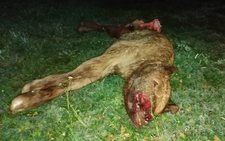 Tres zorras atacan una explotación ganadera en Ciudad Rodrigo  