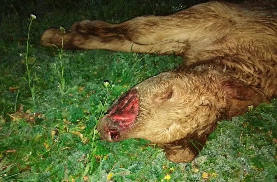 Foto 3 - Tres zorras atacan una explotaci&oacute;n ganadera en Ciudad Rodrigo  