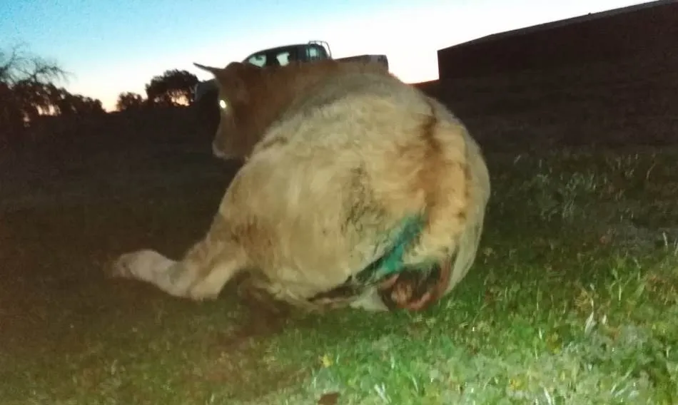 Foto 4 - Tres zorras atacan una explotaci&oacute;n ganadera en Ciudad Rodrigo  