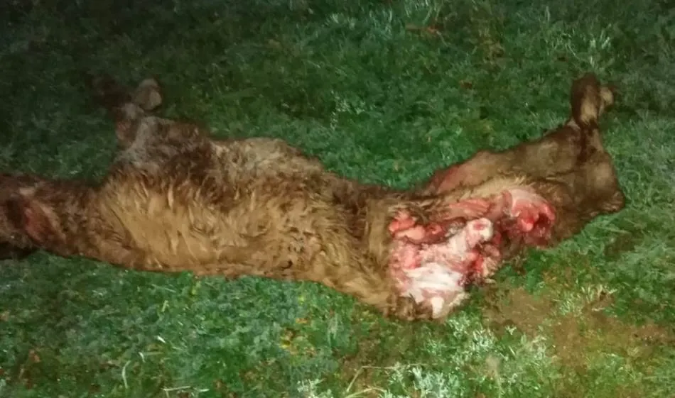 Foto 2 - Tres zorras atacan una explotaci&oacute;n ganadera en Ciudad Rodrigo  