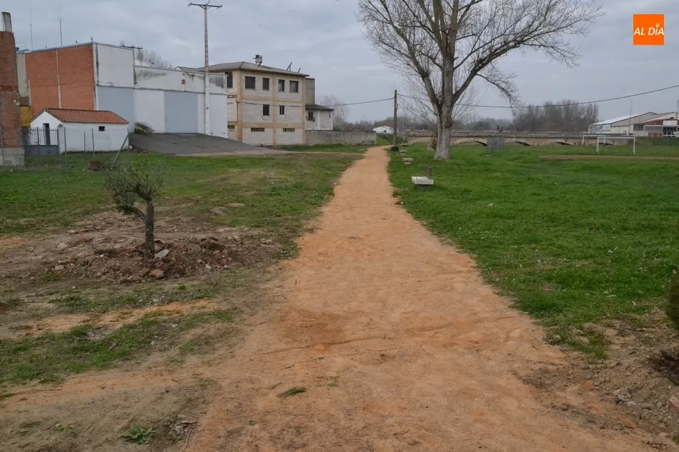 Foto 6 - El Ayuntamiento planta una decena de olivos y una encina en el entorno de las Pistas del Puente