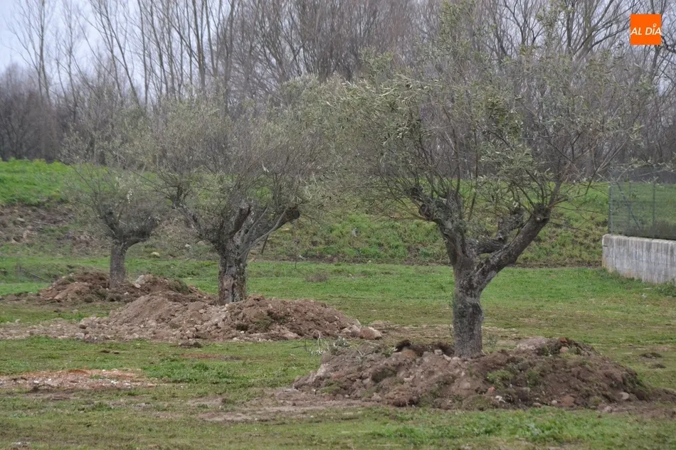 Foto 10 - El Ayuntamiento planta una decena de olivos y una encina en el entorno de las Pistas del Puente