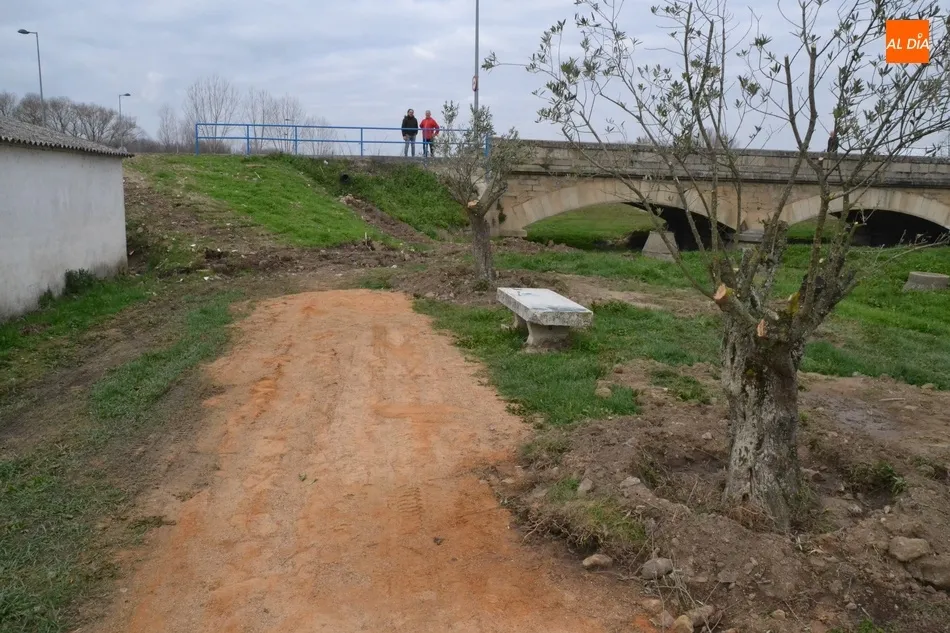 Foto 7 - El Ayuntamiento planta una decena de olivos y una encina en el entorno de las Pistas del Puente