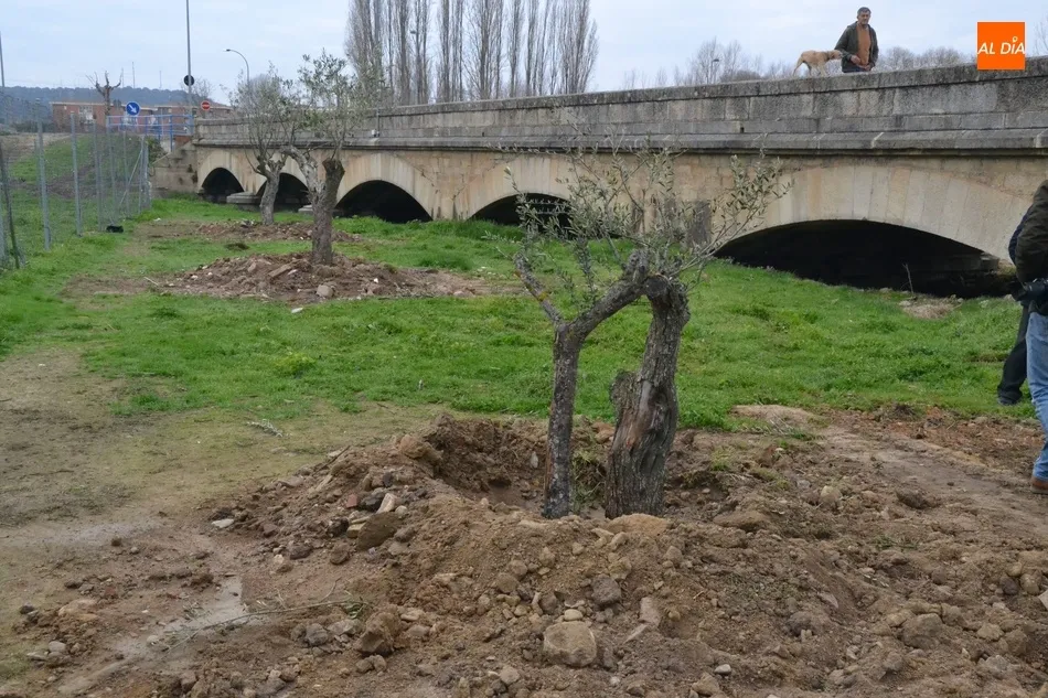 Foto 9 - El Ayuntamiento planta una decena de olivos y una encina en el entorno de las Pistas del Puente