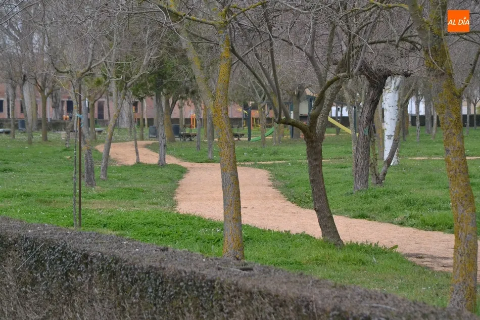 Foto 2 - El Ayuntamiento planta una decena de olivos y una encina en el entorno de las Pistas del Puente