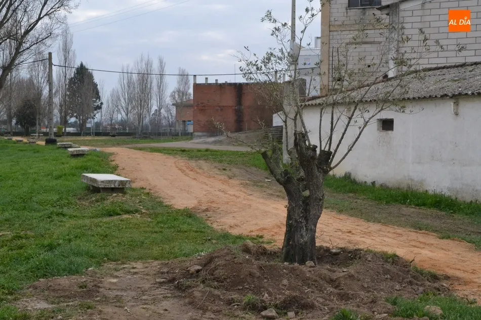 Foto 8 - El Ayuntamiento planta una decena de olivos y una encina en el entorno de las Pistas del Puente
