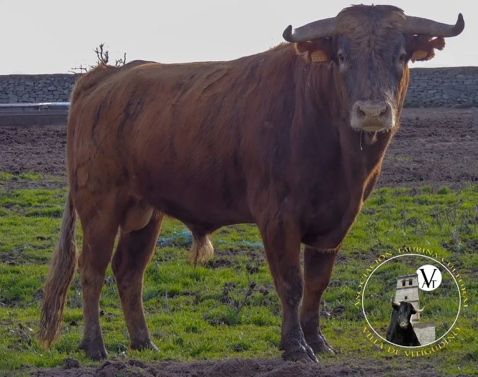 Foto 3 - &nbsp;&lsquo;Fiera&rsquo;, de Domingo Hern&aacute;ndez, VI Toro de&nbsp;Caj&oacute;n del Corpus en Vitigudino  