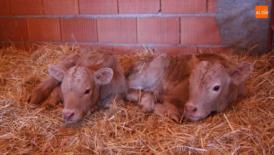  Los terneros para cebo mantienen la tendencia al alza de los precios / CORRAL